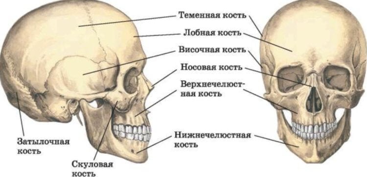 Ученые напечатали на 3D-принтере череп и спасли жизнь ребенку