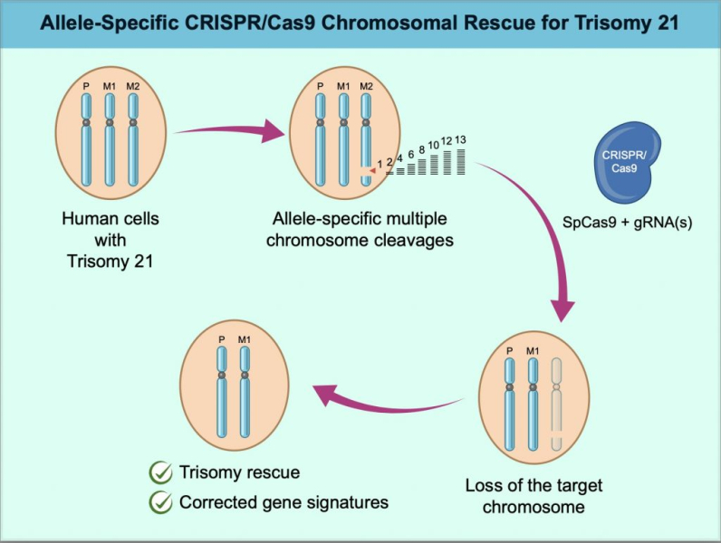 CRISPR помог избавиться от лишней хромосомы в клетках с синдромом Дауна