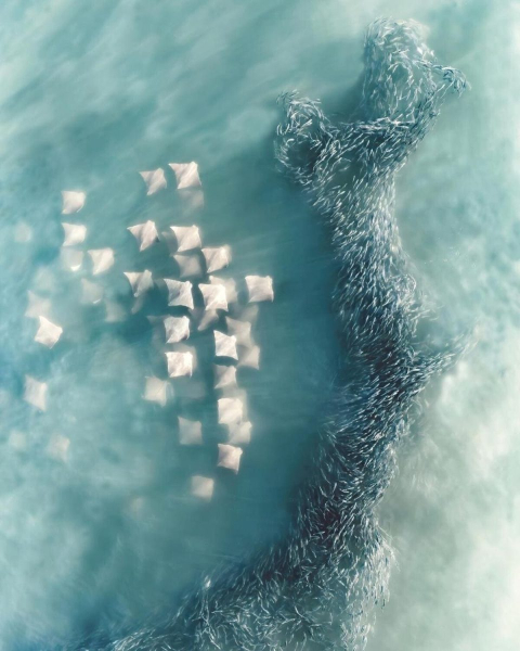 Лучшие кадры с высоты: победители Drone Photo Awards 2025