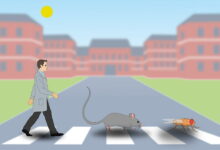 Молекулярные часы памяти: как мозг решает, что забыть, а что сохранить навсегда